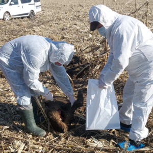 A fost depistat un caz de pestă porcină africană la mistreţi  în raionul Briceni